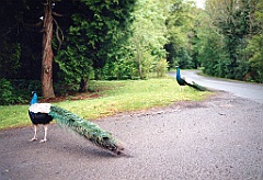 1995 - Irlande 32 (Irlande du Nord)